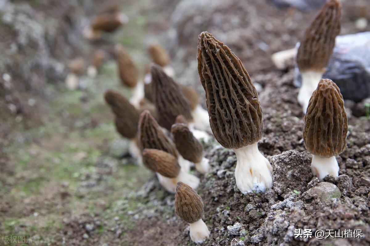 野生羊肚菌种子哪里来的_羊肚菌纯野生种植技术_野生羊肚菌怎么种