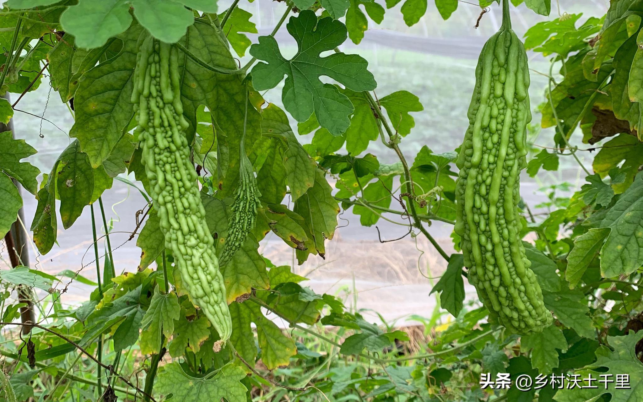 春季苦瓜的种植技术_苦瓜种植时间及技术要点视频_cctv7春季苦瓜种植技术