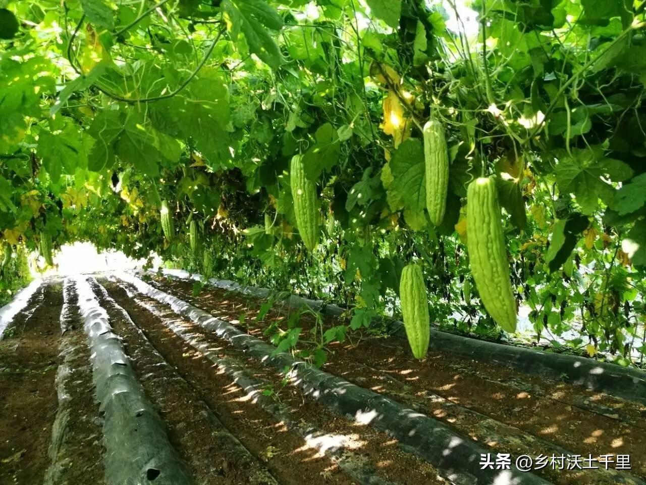 春季苦瓜的种植技术_苦瓜种植时间及技术要点视频_cctv7春季苦瓜种植技术