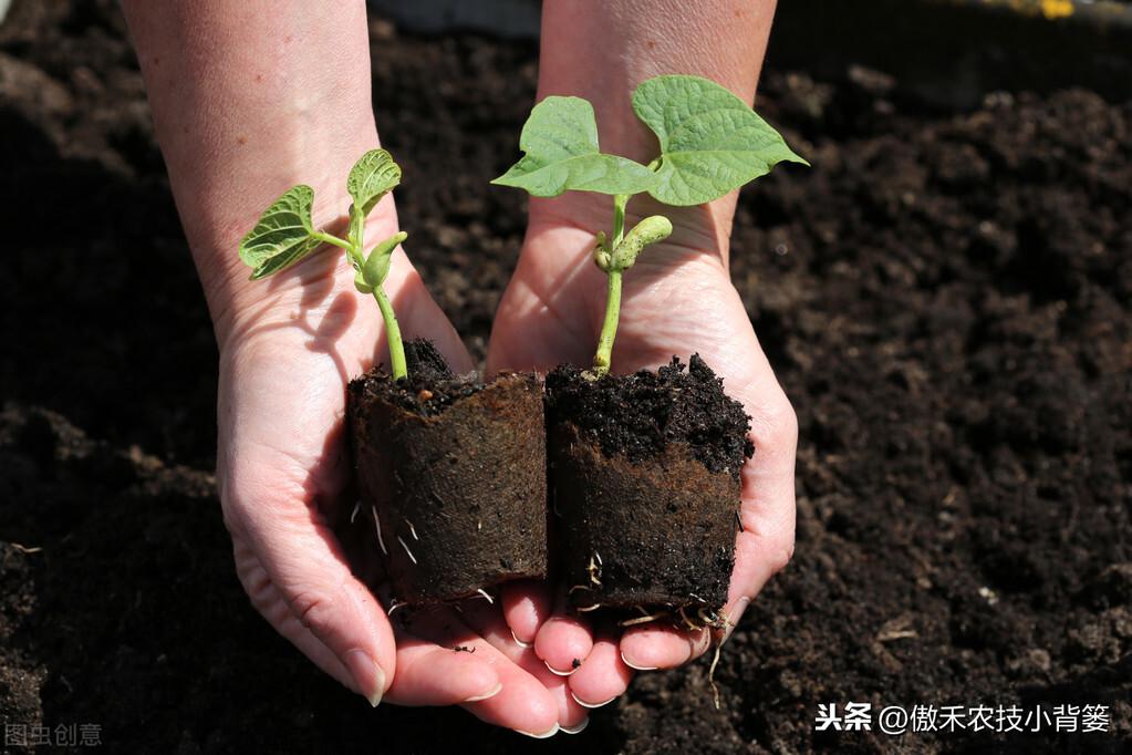 春季苦瓜的种植技术_春季苦瓜种植技术cctv7_cctv7春季苦瓜种植技术