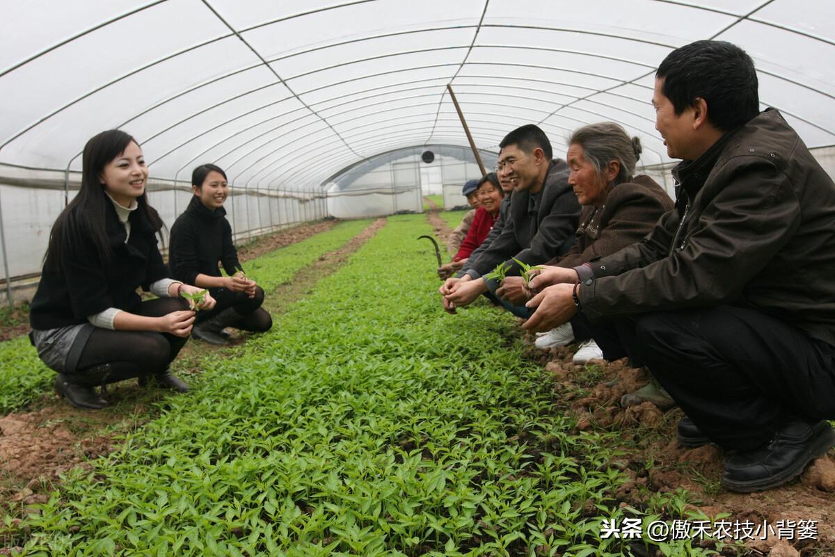 春季苦瓜的种植技术_春季苦瓜种植技术cctv7_cctv7春季苦瓜种植技术
