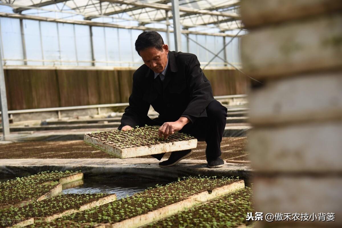 cctv7春季苦瓜种植技术_春季苦瓜种植技术cctv7_春季苦瓜的种植技术