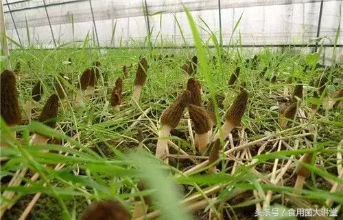 羊肚菌纯野生种植技术_野生羊肚菌怎么种_野生羊肚菌菌种