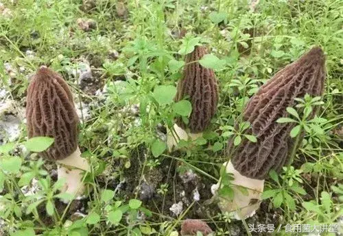 野生羊肚菌菌种_羊肚菌纯野生种植技术_野生羊肚菌怎么种
