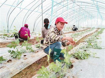 撒下“脱贫种”栽上“致富苗”
