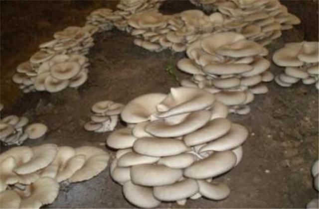 平菇的养殖技术_平菇养殖_平菇养殖前景如何