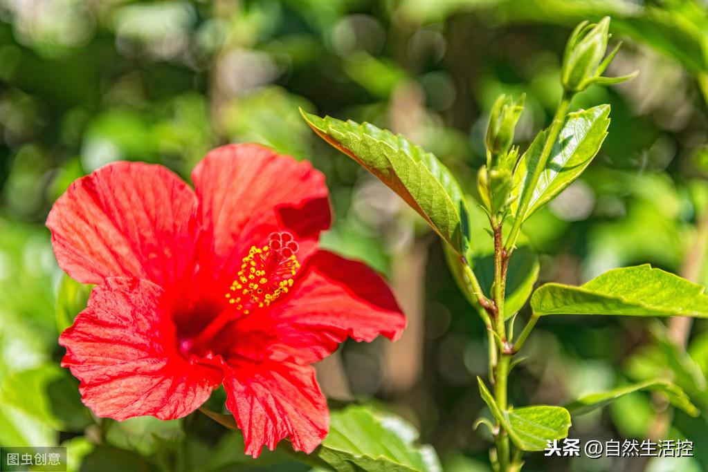 扶桑牡丹的花期_扶桑牡丹花种植技术_牡丹扶桑花的养殖方法