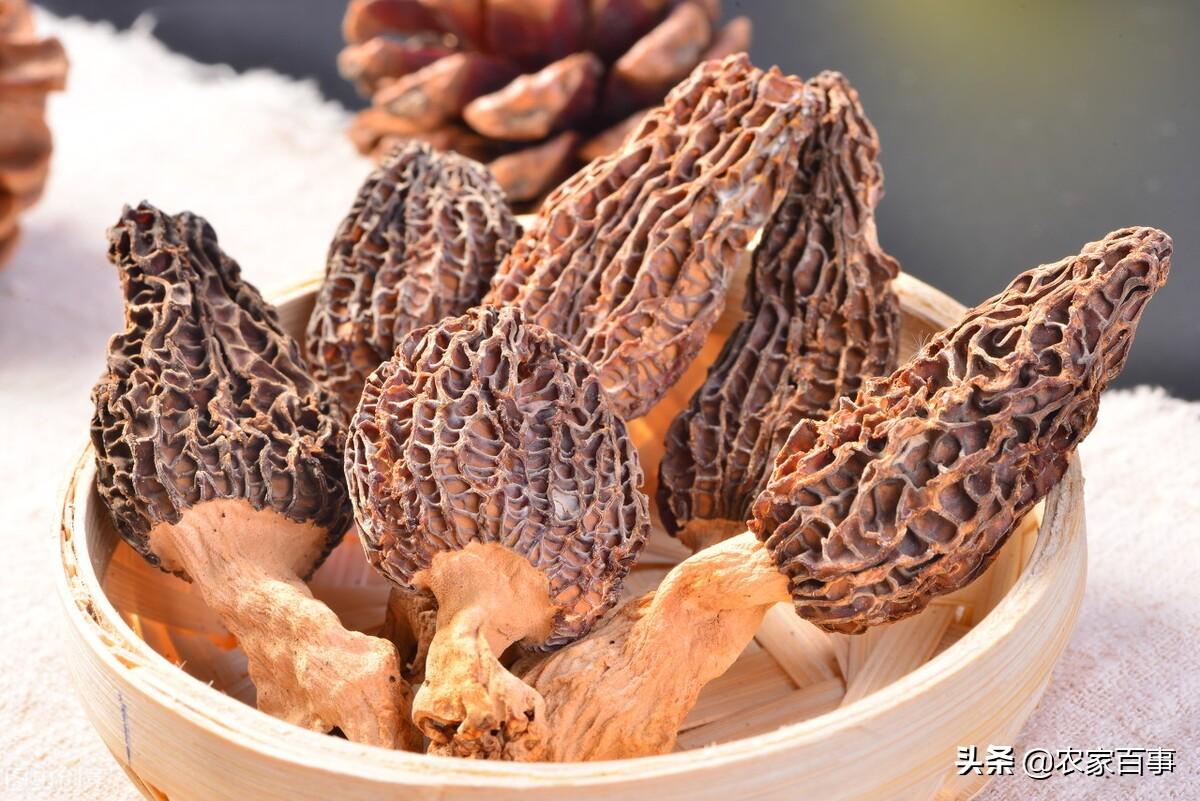 野生羊肚菌种子哪里来的_羊肚菌纯野生种植技术_野生羊肚菌怎么种