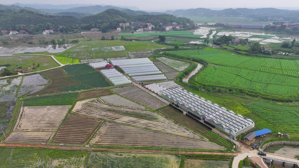 致富经空心菜北方种_北方空心菜_致富北方种空心菜怎么样