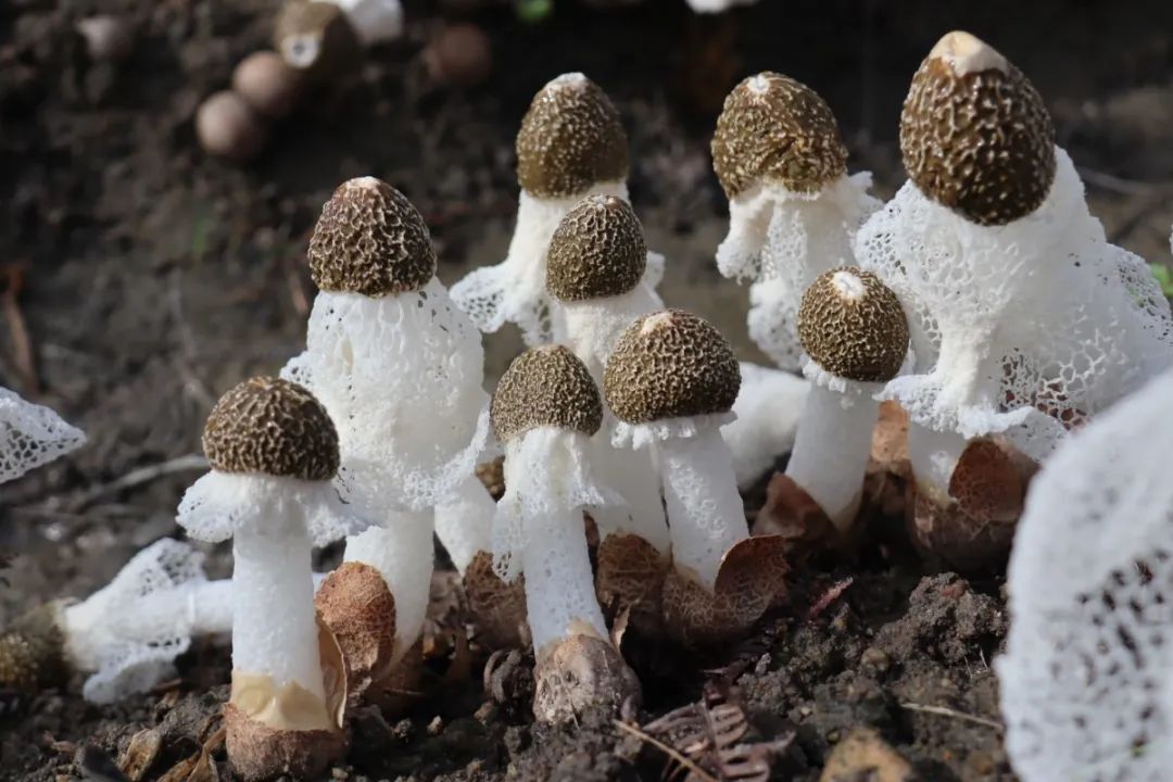花生芽前景_致富经花生芽苗_致富经 花生芽