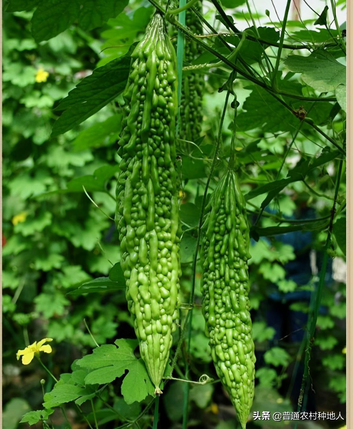 苦瓜种植技术分享和交流