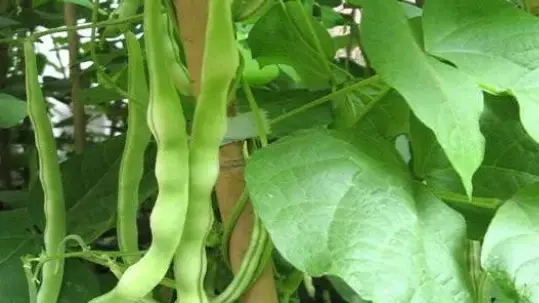 豆角的种植过程简单_种植豆角技术_豆角种植技术及视频