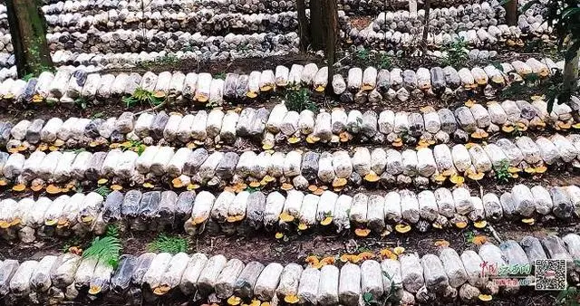 探访广昌樟树灵芝仿野生栽培基地：林下种菌药 开启致富路