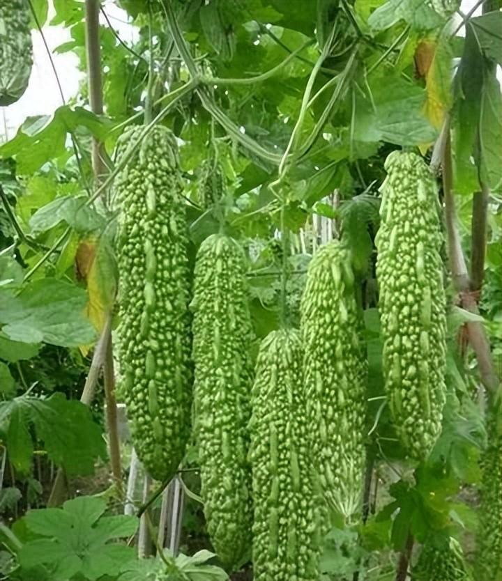2024年苦瓜种植技术大揭秘！一亩地赚2万多，学习一下！