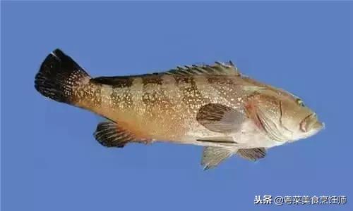 青斑鱼养殖技术_青斑鱼苗价格_养殖青斑鱼多少钱一斤