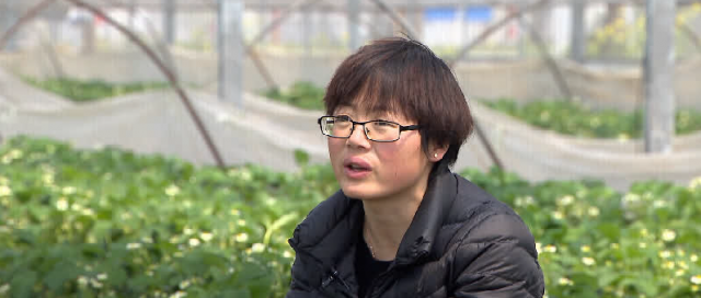 村莓种植致富_致富经草莓种植技术_致富经种植草莓