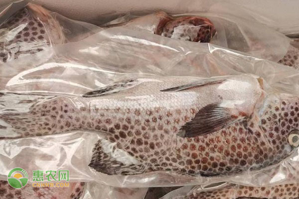 青斑鱼养殖温度和盐度_青斑鱼养殖技术_青斑鱼有养殖的吗