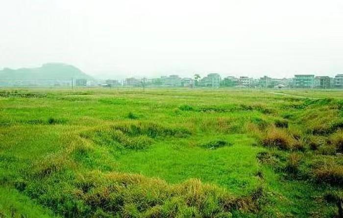 鹅养殖户_养殖鹅致富经_鹅养殖致富吗