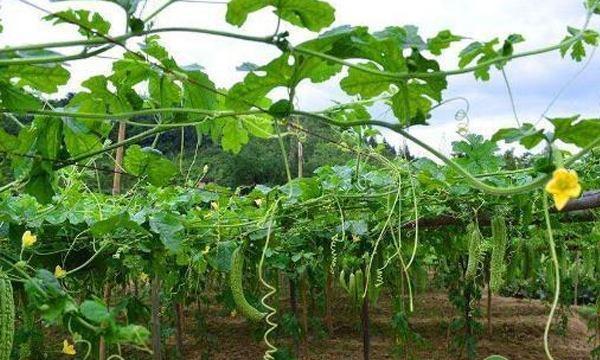 春季苦瓜种植技术cctv7_cctv7春季苦瓜种植技术_苦瓜种植时间及技术要点视频