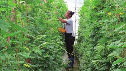 苦瓜种植时间及技术要点视频_cctv7春季苦瓜种植技术_春季苦瓜种植技术cctv7