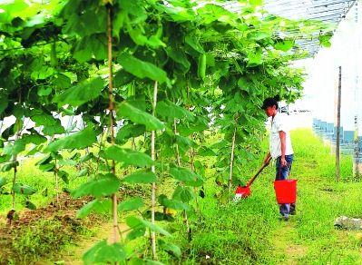 苦瓜种植时间及技术要点视频_春季苦瓜种植技术cctv7_cctv7春季苦瓜种植技术