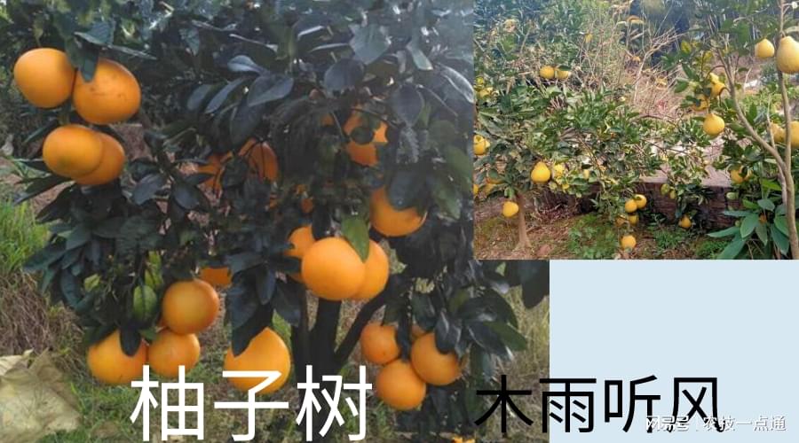 柚子种植树技术与管理_柚子树的种植技术_柚子种植树技术要点