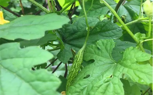 苦瓜种植技术要点_种植苦瓜的技术_苦瓜种植技术与管理法视频