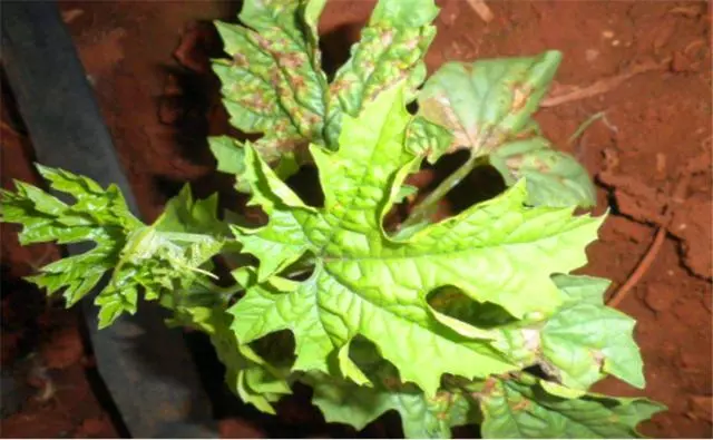 苦瓜种植技术要点_种植苦瓜的技术_苦瓜种植技术与管理法视频