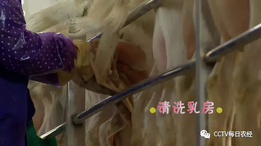 养殖奶羊前景怎么样_致富经奶羊养殖方面的视频_农村养殖致富如奶羊养殖