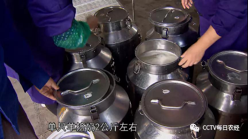 致富经奶羊养殖方面的视频_农村养殖致富如奶羊养殖_养殖奶羊前景怎么样