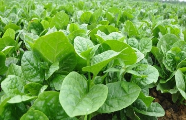 木耳菜栽培技术要点