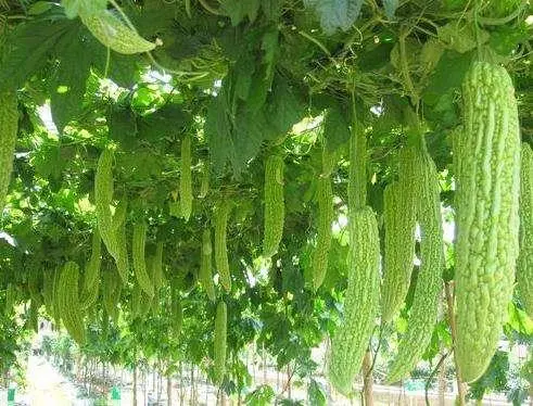 苦瓜种植技术要点_种植苦瓜的技术_苦瓜种植技术与管理法视频