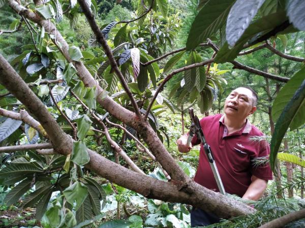 村支书带头种植致富_种植致富带头人_致富带头人种植典型事迹材料