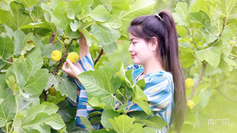 种植无花果 致富_致富种植无花果视频_致富种植无花果图片