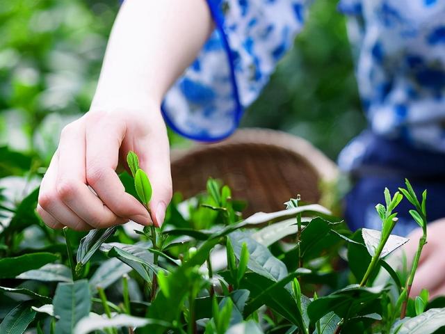 致富经里的种茶名人_茶叶致富带头人_以茶致富的故事