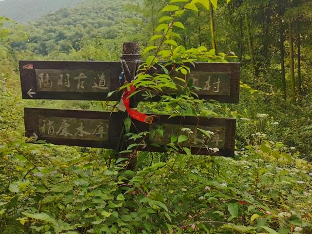茶叶致富带头人_致富经里的种茶名人_以茶致富的故事