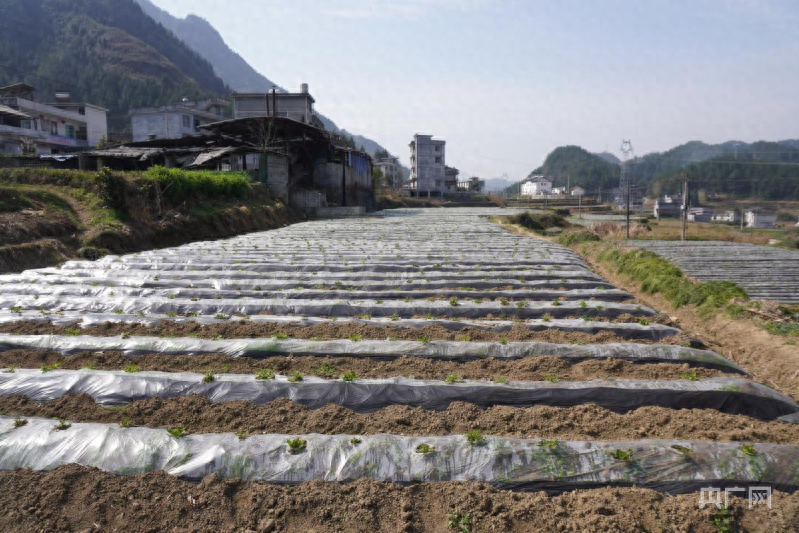 振兴“湘”村|龙山：幼苗破“壳”吐新绿  致富道路日益宽