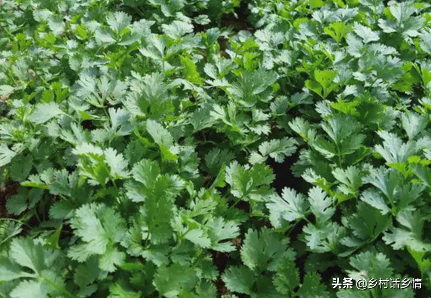 老大爷分享种植香菜经验，出苗齐还不抽薹，产量也是真高