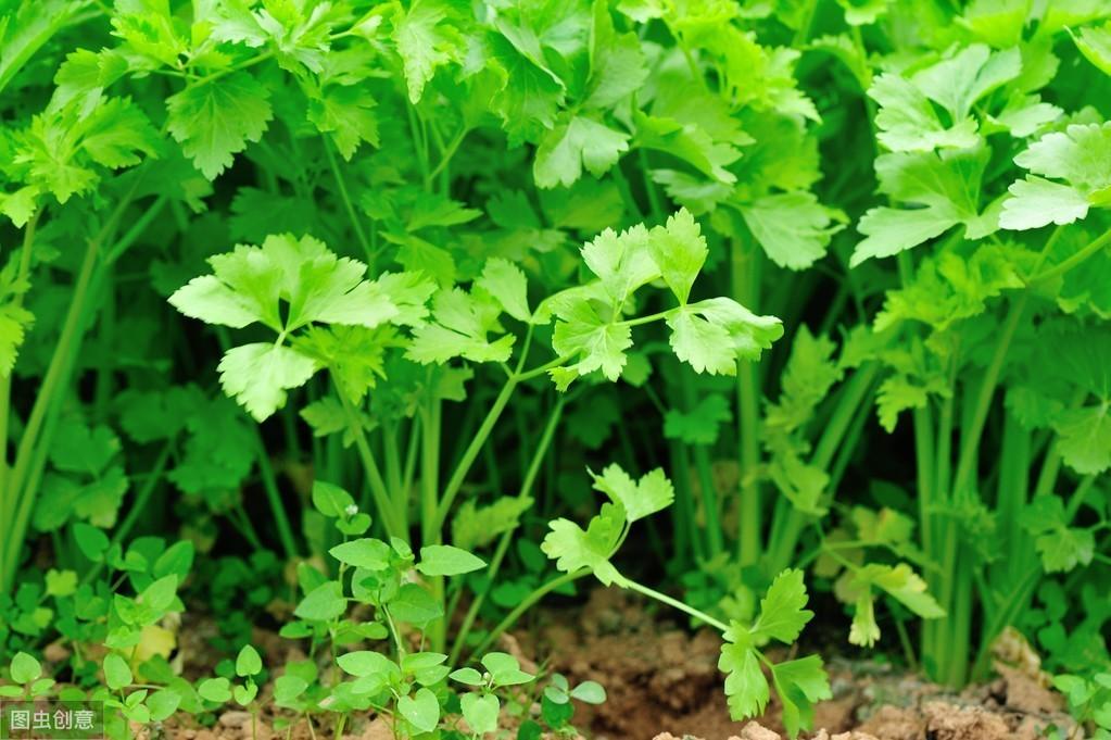 香菜种植技术视频_香菜种植新技术_香菜种植技术新闻