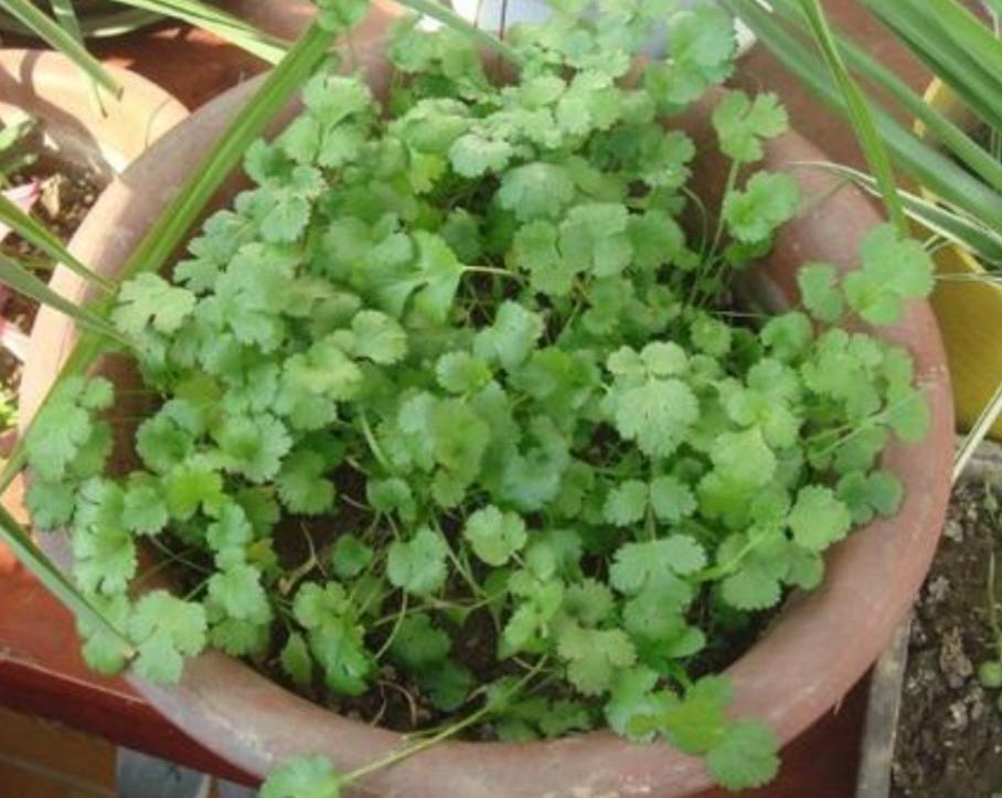 香菜种植新技术_香菜种植技术新闻稿_香菜种植技术新闻