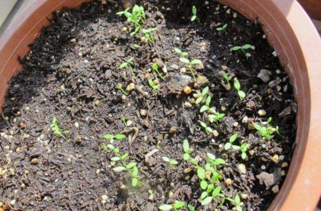 香菜种植技术新闻_香菜种植技术新闻稿_香菜种植新技术