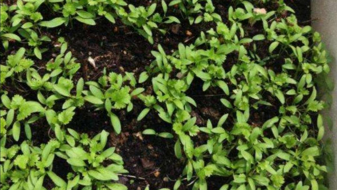 香菜种植新技术_香菜种植技术新闻_香菜种植技术新闻稿