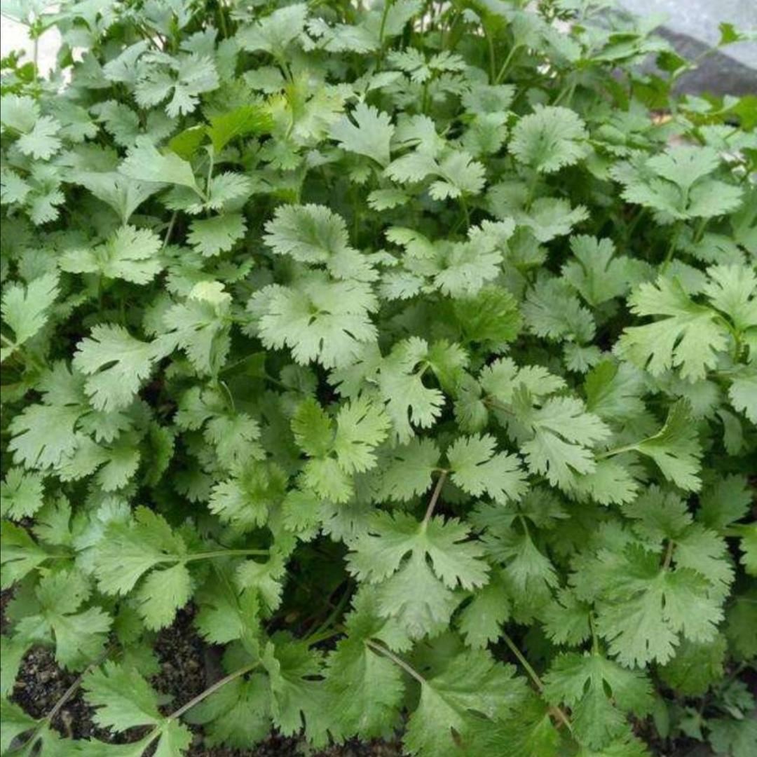 香菜种植技术新闻_香菜种植新技术_香菜种植技术新闻稿