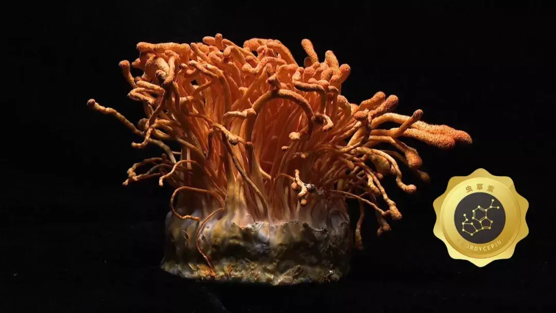 北虫草种植利润_虫草的种植方法视频_北虫草的种植技术视频