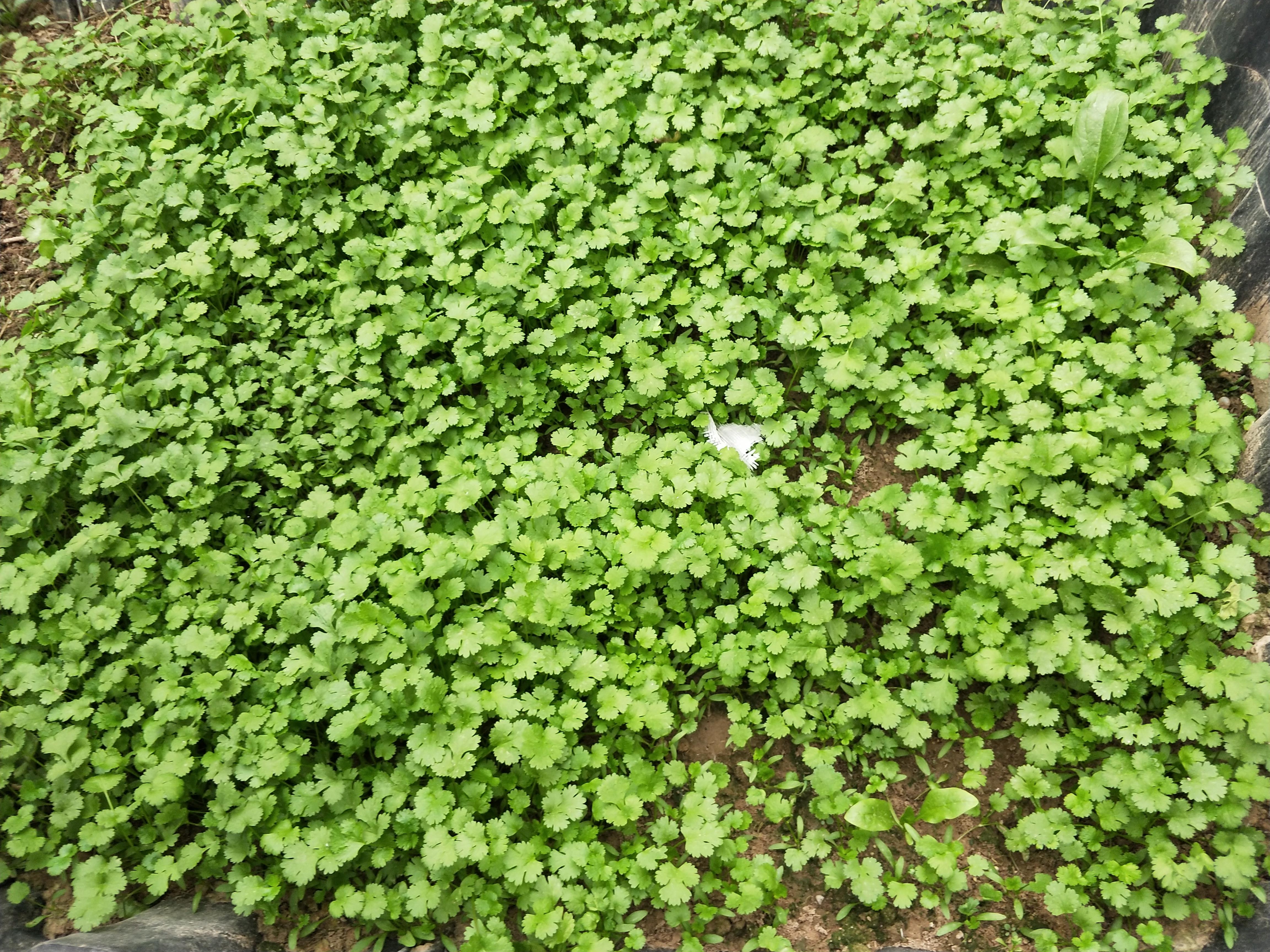 香菜种植技术新闻稿_香菜种植方案_香菜种植新技术