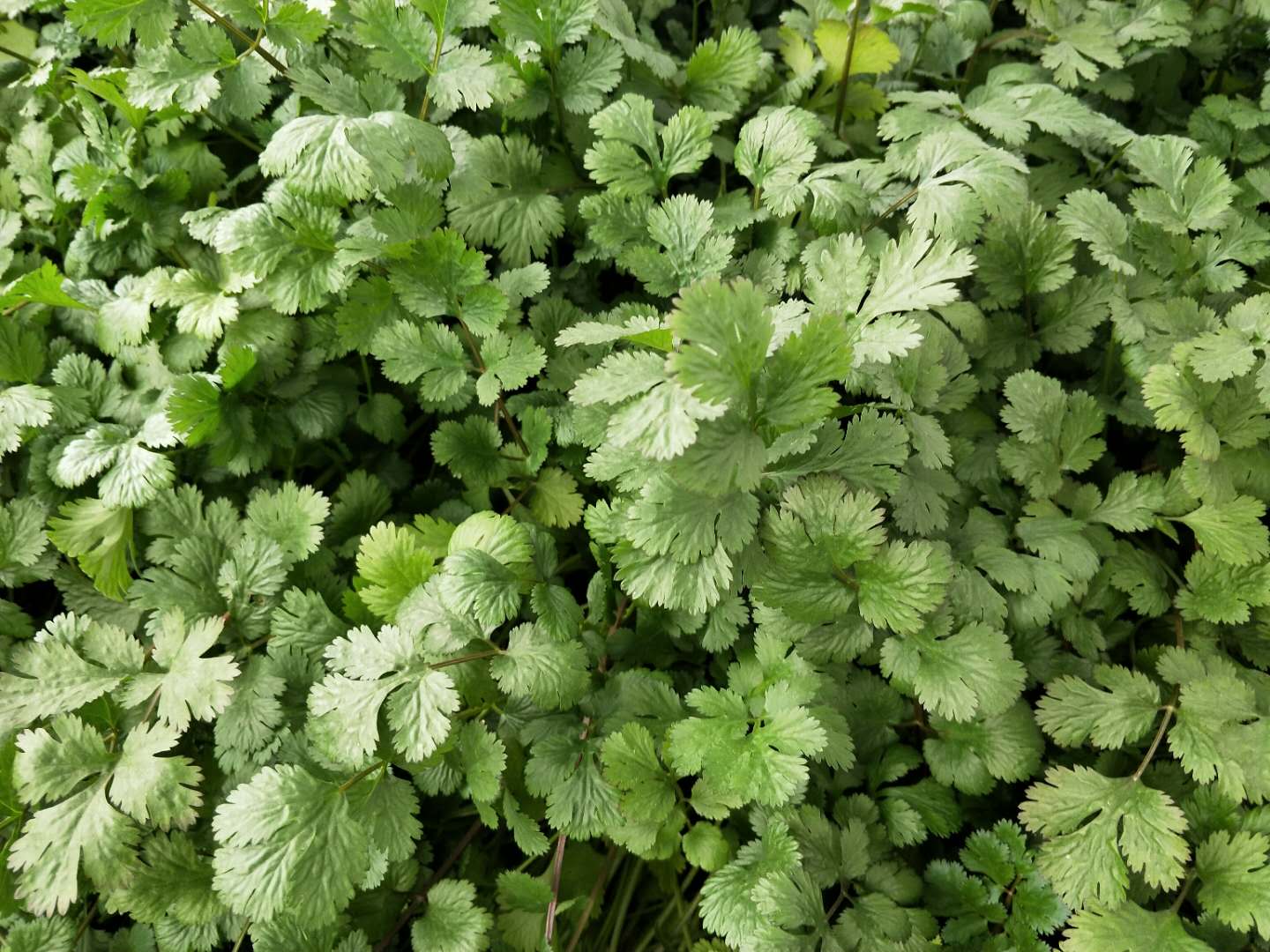 香菜种植新技术_香菜种植技术新闻稿_香菜种植方案