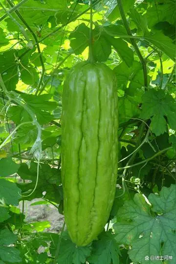 种植苦瓜的技术_大棚苦瓜种植技术_苦瓜种植技术与管理方法
