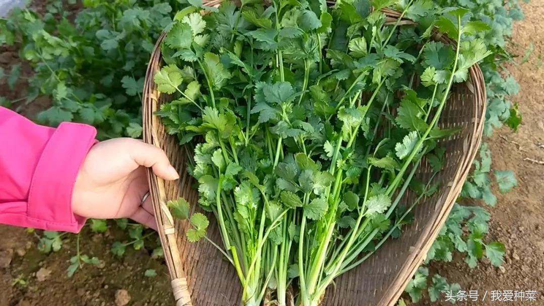 香菜种植技术新闻稿_香菜种植方案_香菜种植新技术