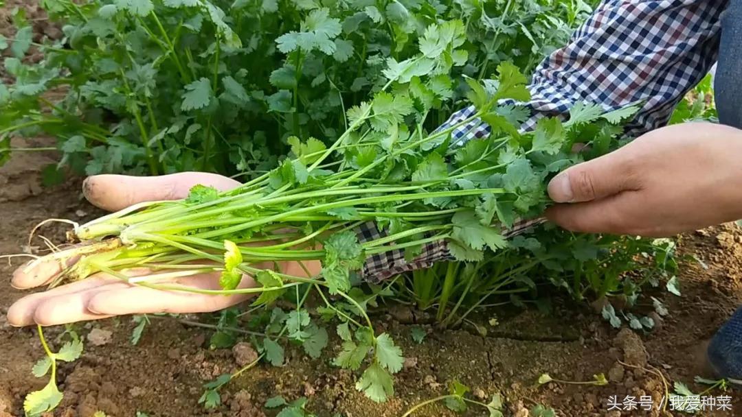 香菜种植方案_香菜种植新技术_香菜种植技术新闻稿