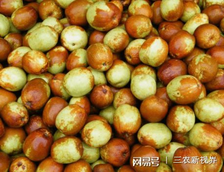 发财致富经_发财致富种植_发财的种植方法